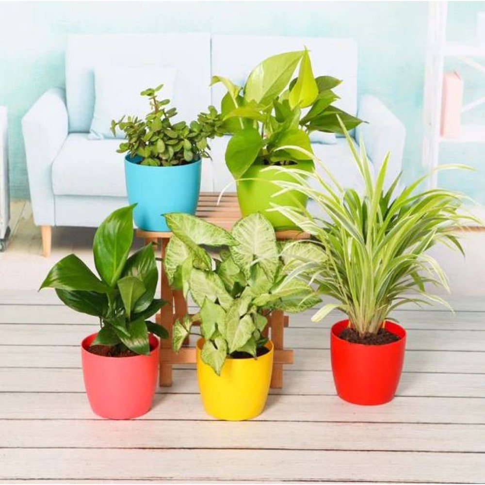 Plant Pack For Healthy Home-Office 