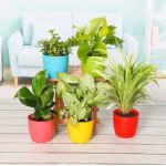 Plant Pack For Healthy Home-Office 