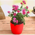 Admire True Love with Miniature Pink Rose - Gift Plant