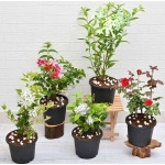 5 Best Fragrant Plants