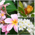 Charming Champa (Pack of 3 ) Plants