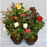 Set of 5 Enchanting Roses