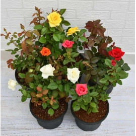 Set of 5 Enchanting Roses