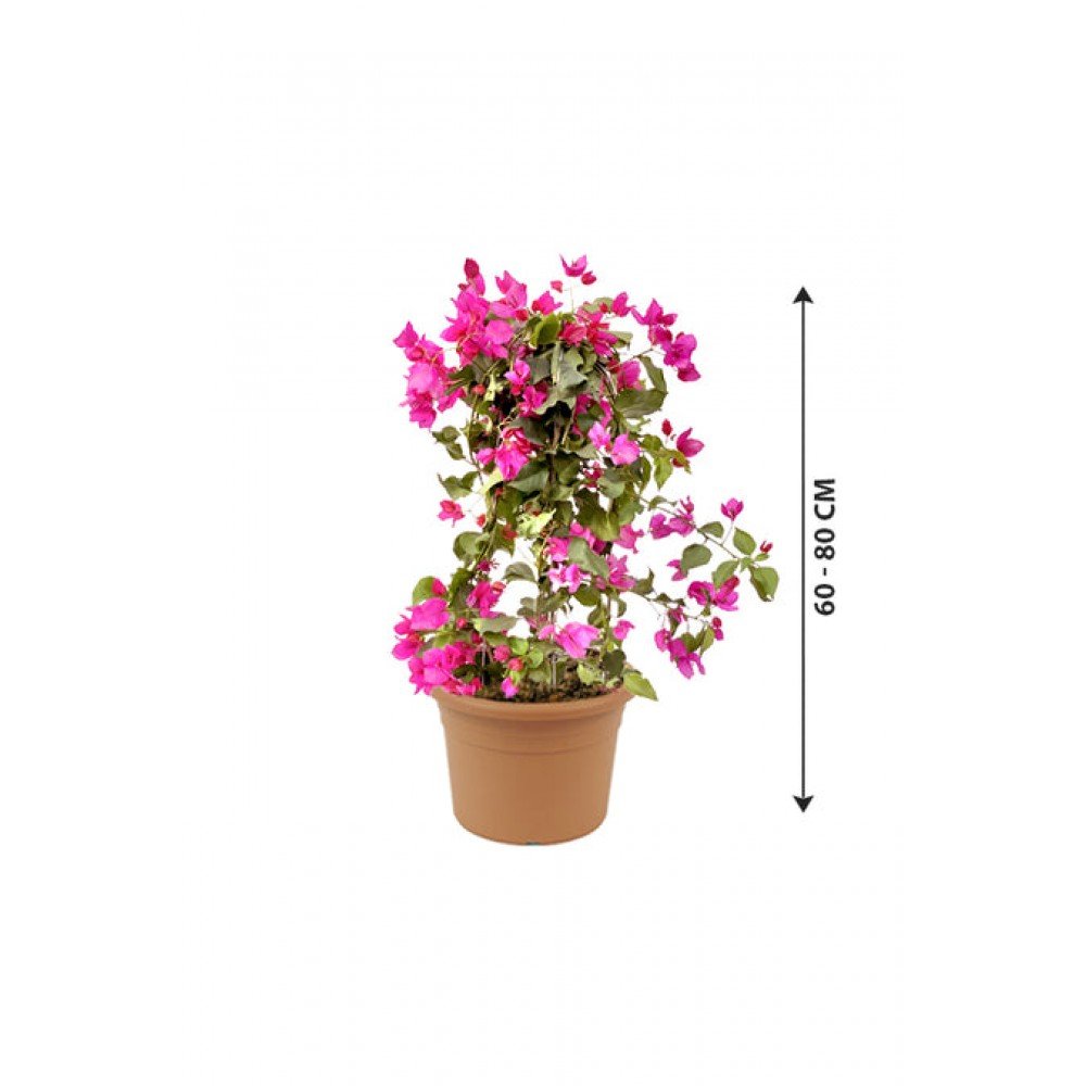 Bougainvillea - Paper Flower Plant
