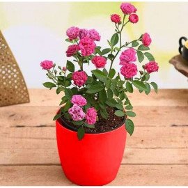 Admire True Love with Miniature Pink Rose - Gift Plant