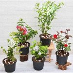 5 Best Fragrant Plants