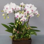 ORCHID DESIGN SMALL