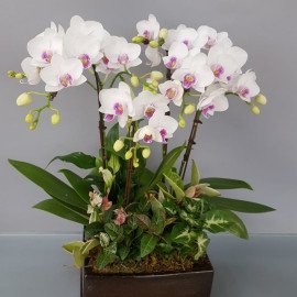 ORCHID DESIGN SMALL